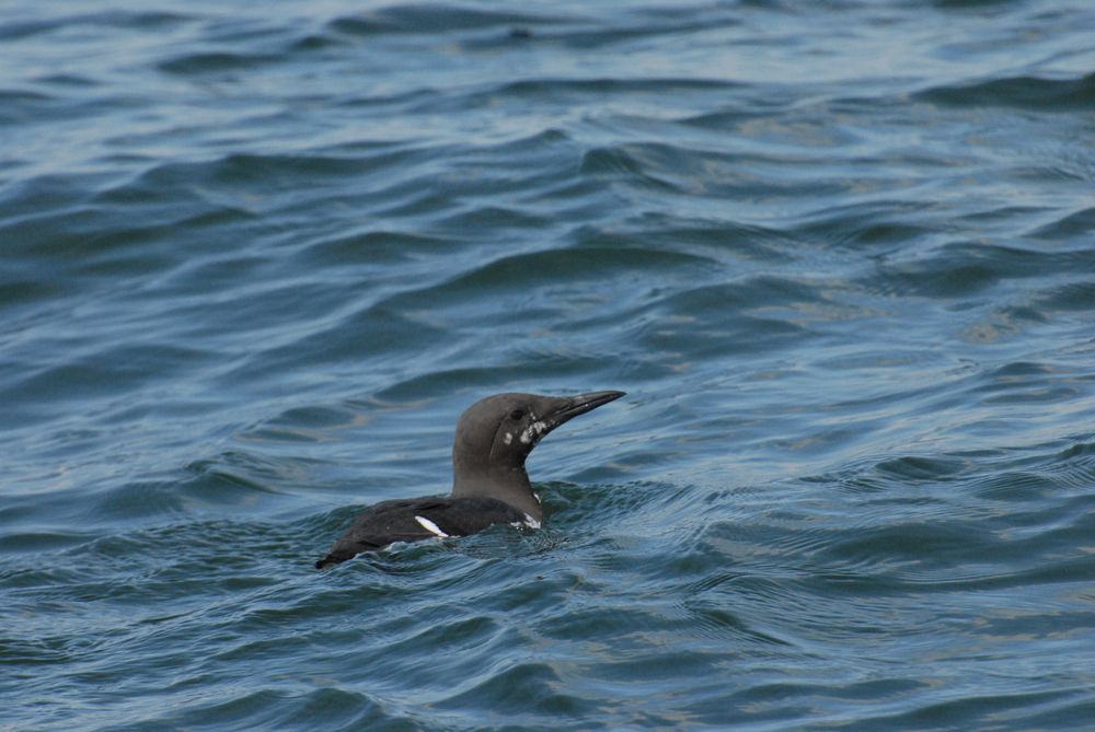 Guillemot de Troïl en plumage nuptial presque complet.