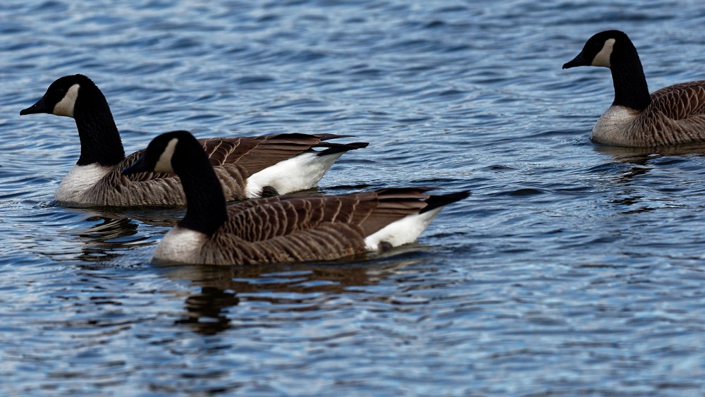 Bernaches.jpg (285.05 Kio) Vu 18249 fois Bernaches du canada