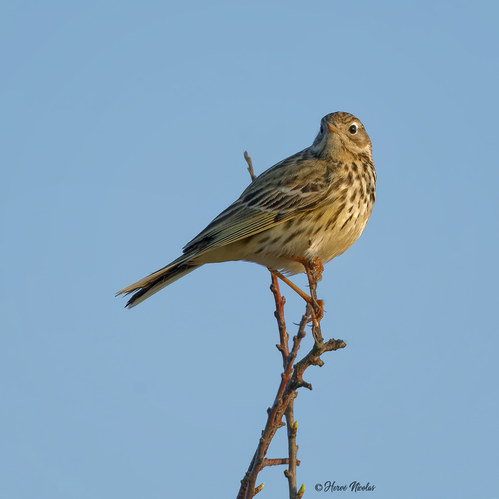 Pipit farlouse