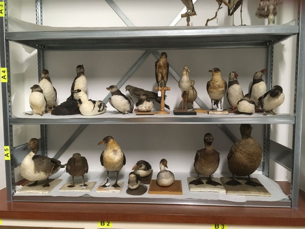 29983014_1690118104415359_8456605641523463535_o.jpg (220.49 Kio) Vu 12395 fois Les collections dans leurs nouvelles réserves !