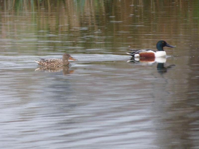 Couple de souchets (photo J.P. Plin.JPG