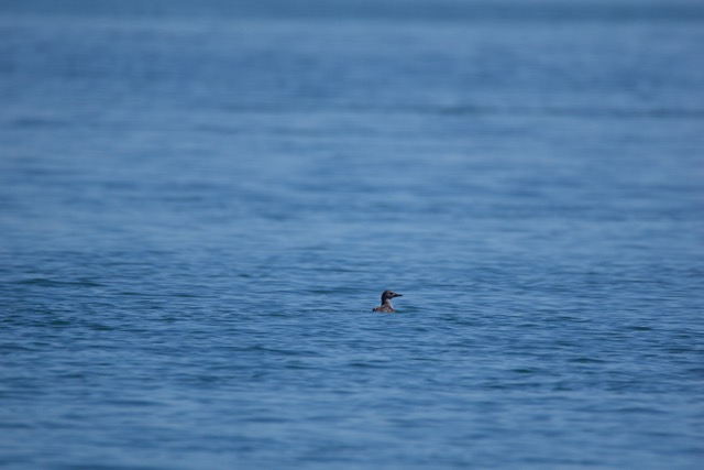 guillemot à miroir