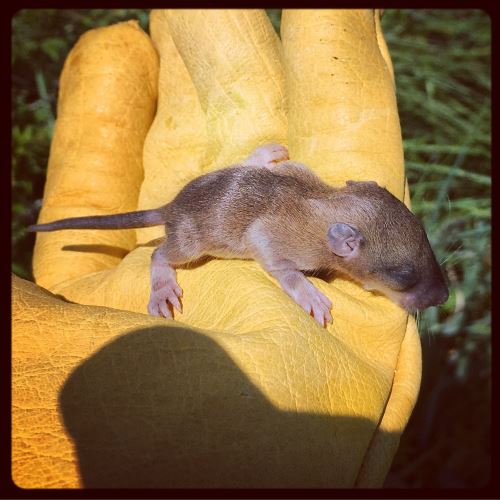 un &quot;mignon&quot; petit rat