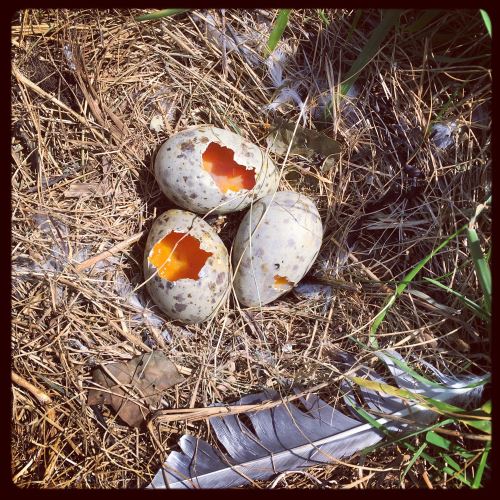 œufs &quot;croqués&quot; par une corneille ?