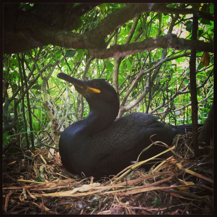 Encore un cormoran huppé !