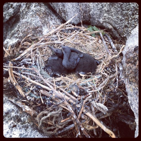 poussins de cormorans huppés