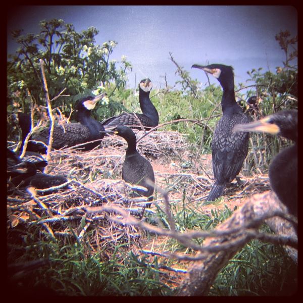 Les grands cormorans veillent !