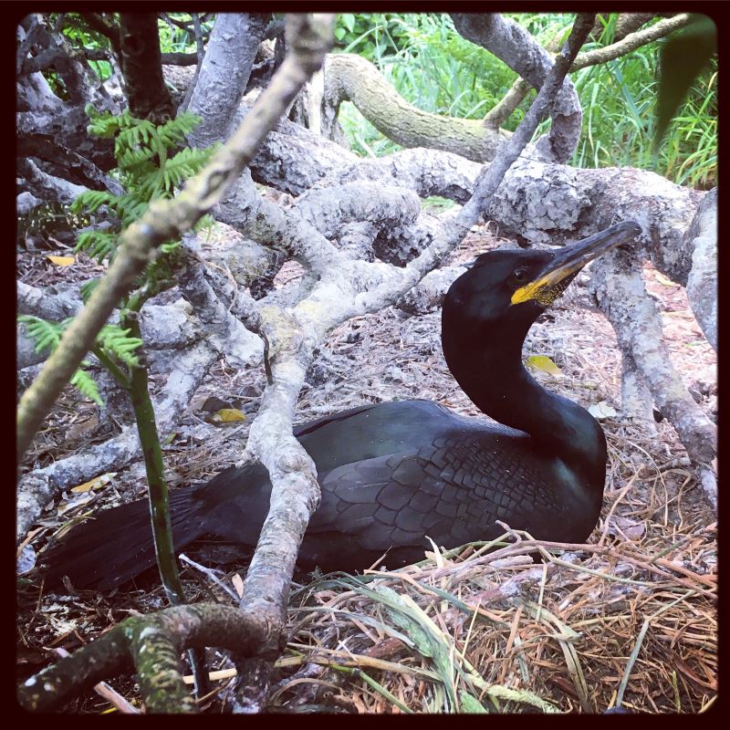 Cormoran huppé sur son nid