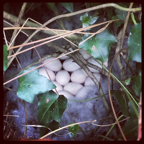 Un beau nid duveteux de tadorne de Belon : on aimerait y faire une sieste !