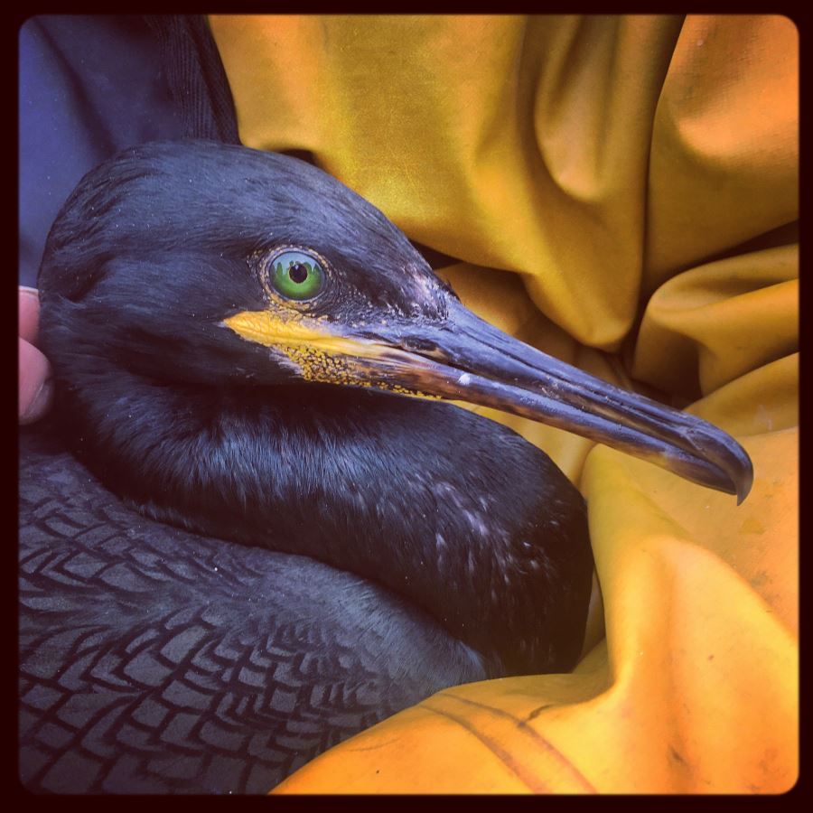 Un cormoran huppé sur un ciré ;0)