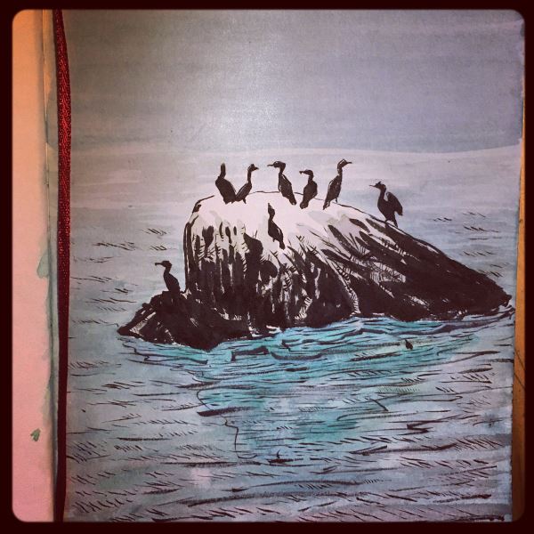 Cormorans huppés sur un rocher