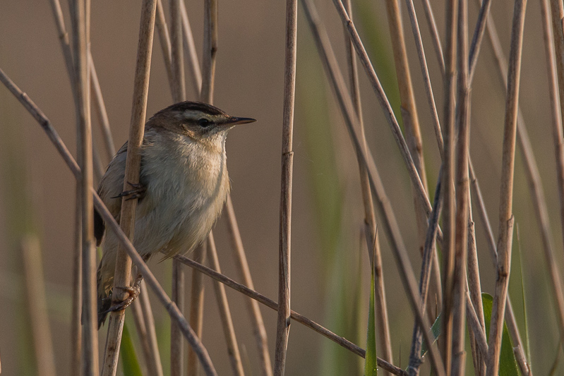 Phragmite des joncs