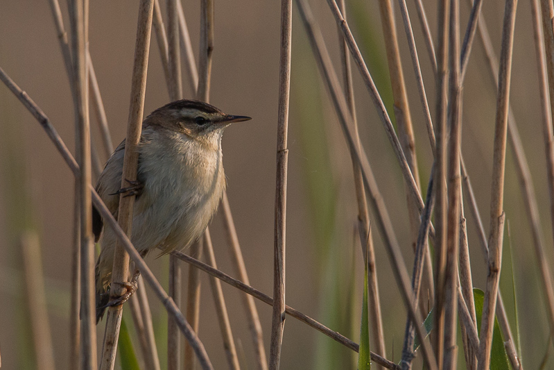 Phragmite des joncs