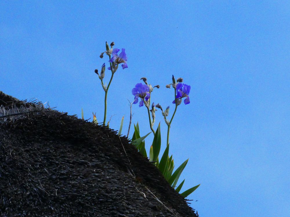 Des iris sur le toit de chaume