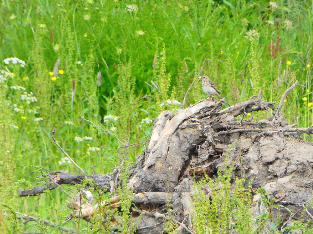 Pipit patient