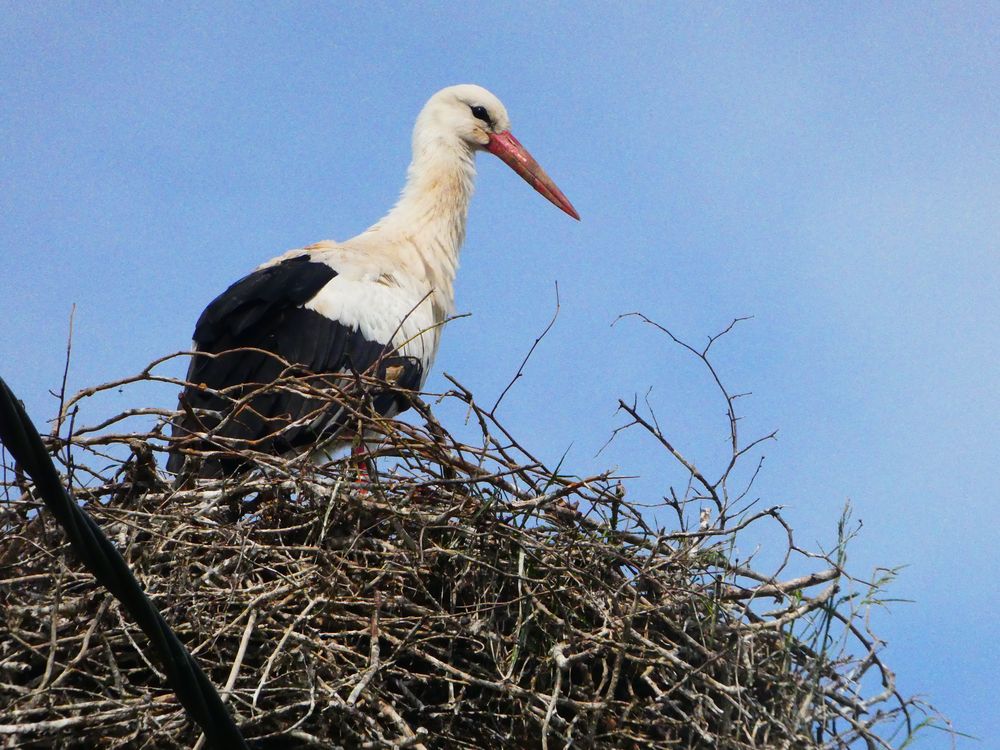 Il y a certainement des jeunes. On voit bien les marques de terre sur le bec de la cigogne qui montrent la profondeur où elle trouve sa nourriture.