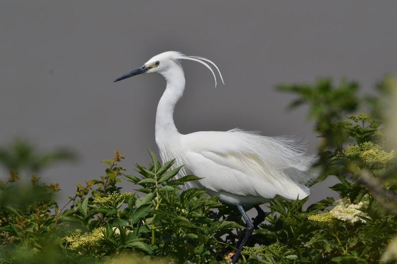 aigrette garzette (photo P. Dadu).JPG