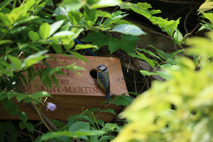 La mésange bleue habite le château