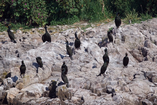 Cormorans huppés sur IT.jpeg