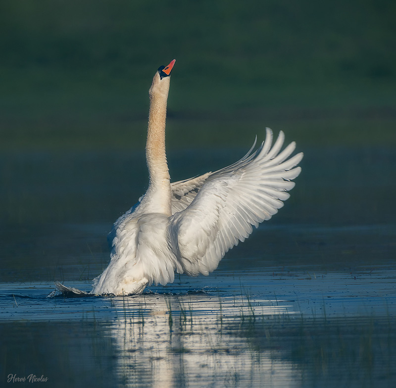 Cygne tuberculé.jpg