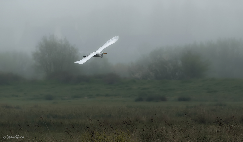 Grande aigrette .jpg