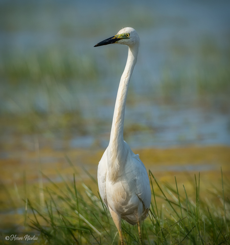 Grande aigrette 2.jpg