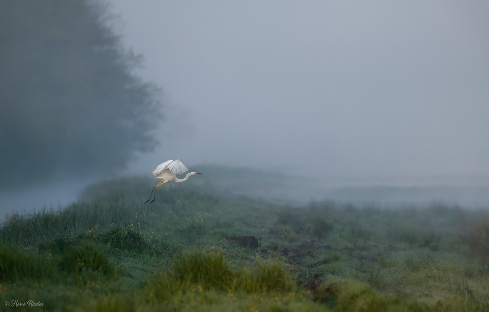 L'envol de la grande aigrette.jpg