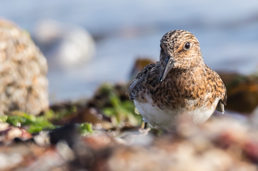 Bécasseau sanderling