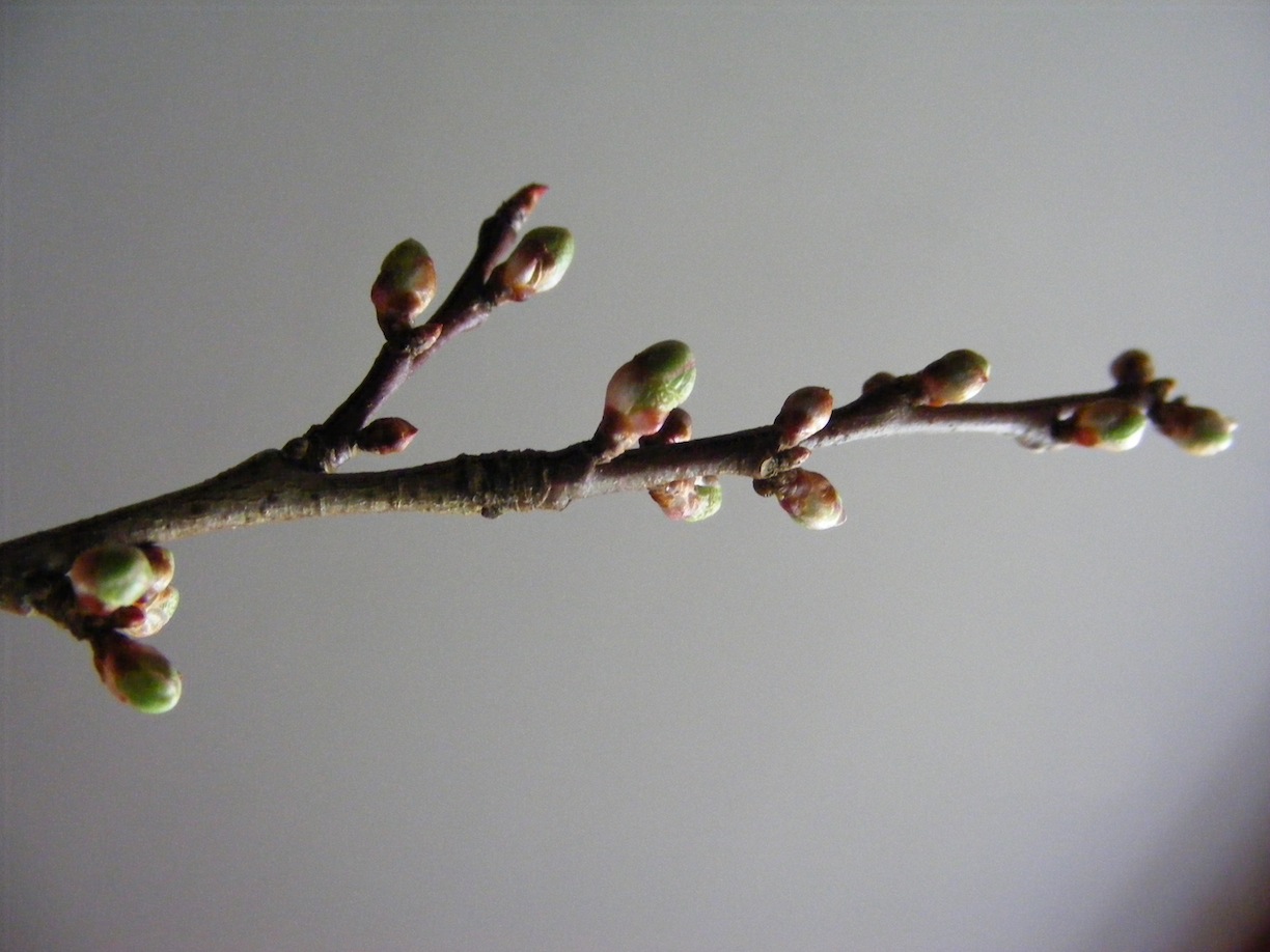 bourgeons floraux de prunier myrobolan.JPG