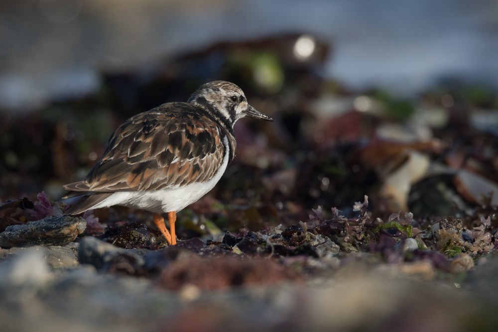 BERN2079.jpg (270.3 Kio) Vu 18449 fois Tournepierre à collier