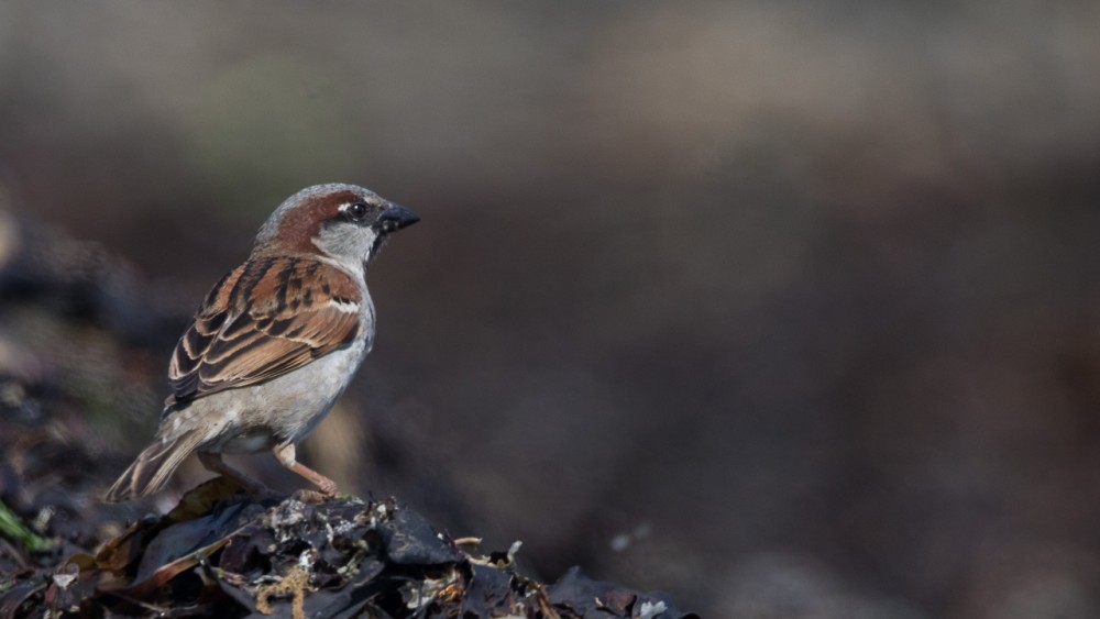 BERN1335.jpg (191.11 Kio) Vu 18449 fois Moineau maritime