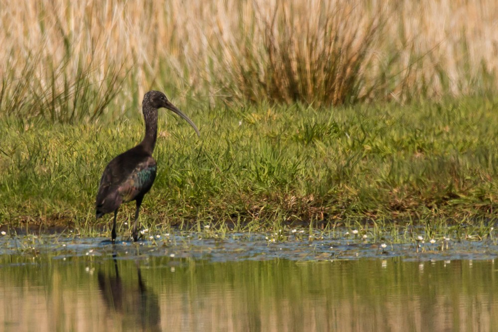 Ibis falcinelle