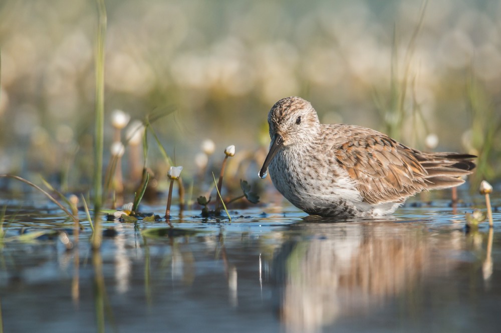 Re-bécasseau variable