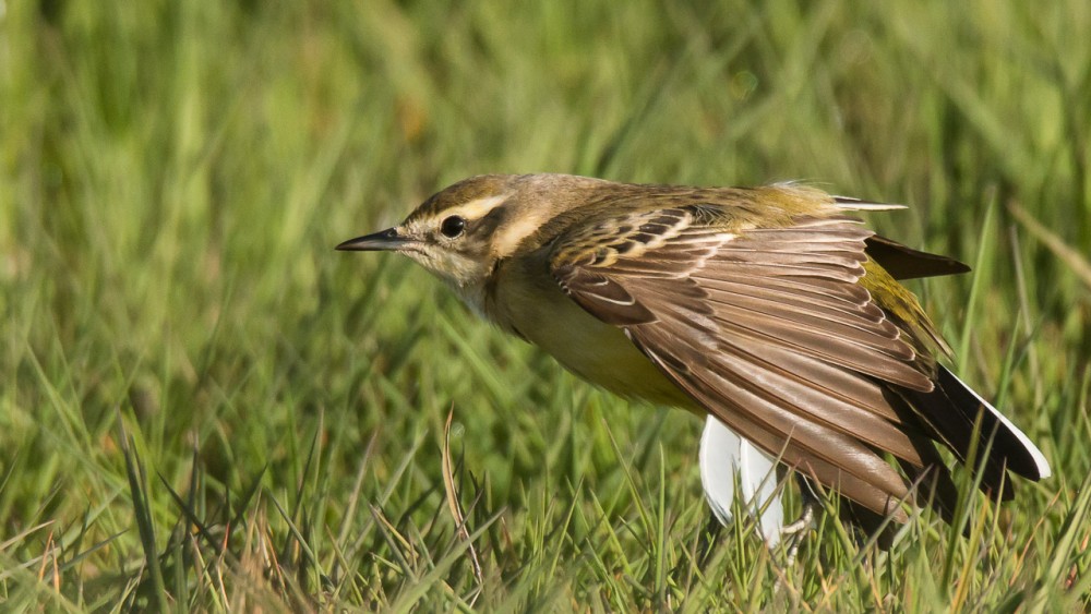_MG_8735.jpg (292.29 Kio) Vu 18449 fois Bergeronnette flavéole