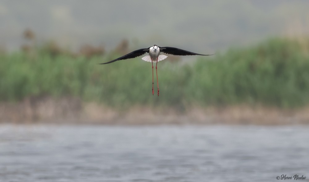 Echasse blanche en suspension.jpg