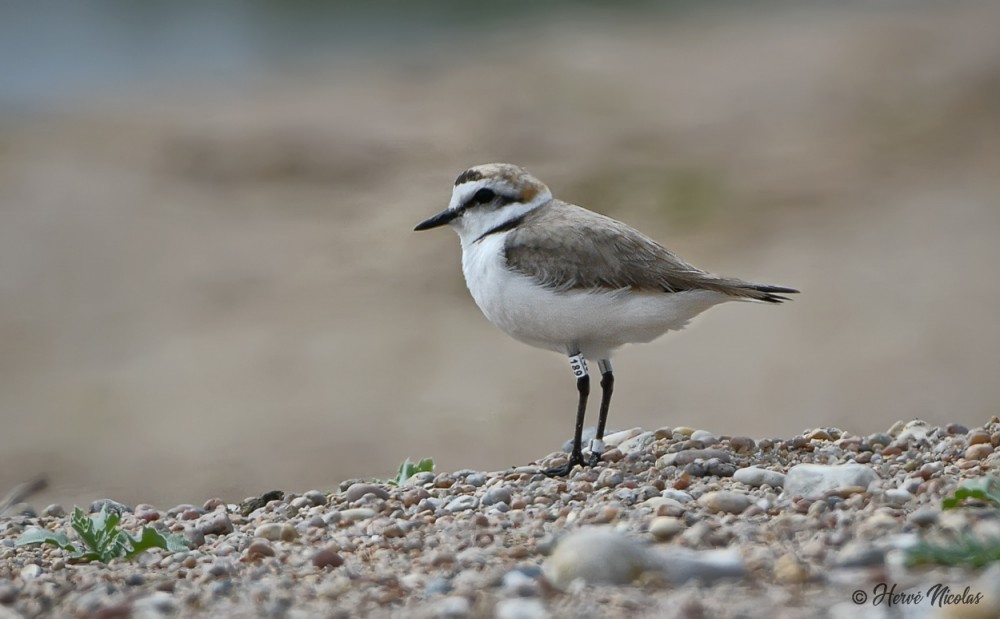 Gravelot à collier.jpg