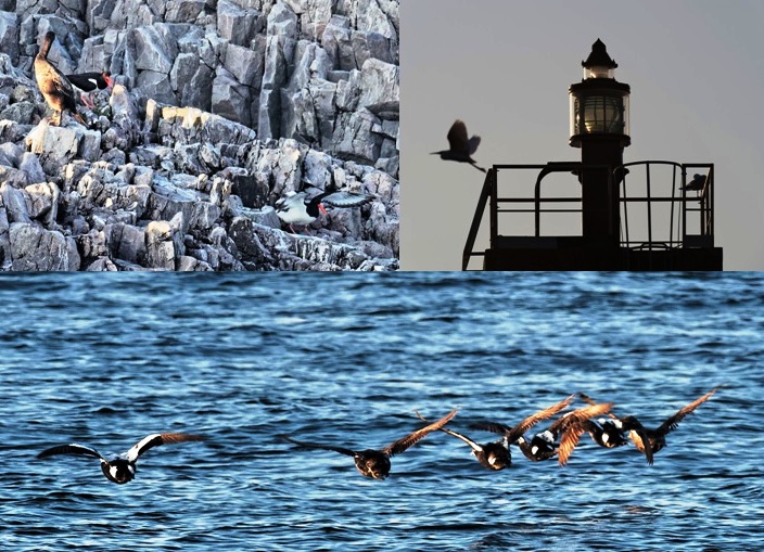 Aux îles St-Marcouf (Cormoran sp., Huîtriers-pies, Héron cendré, Goéland sp. et Eiders à duvet).jpg