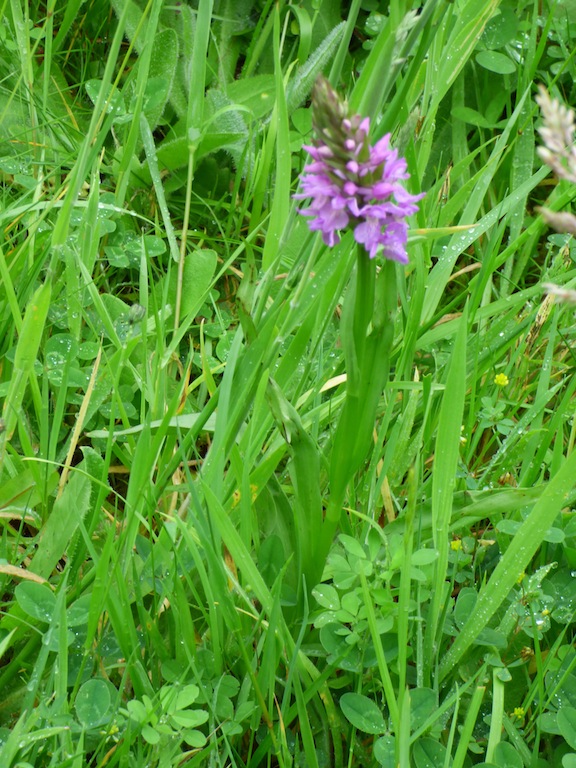 Les orchidées sont réapparues dans les zones de pelouses fauchées une fois par an en automne.