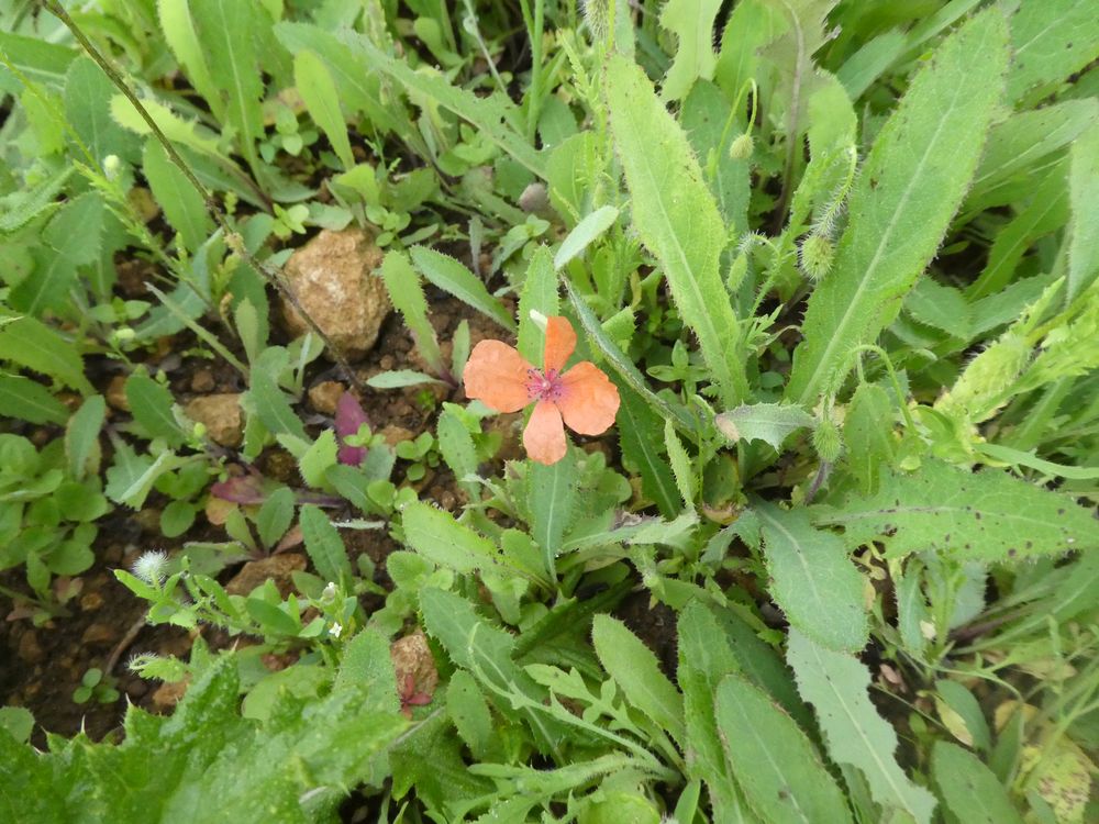 Voilà un coquelicot inhabituel ( Papaver argemone)