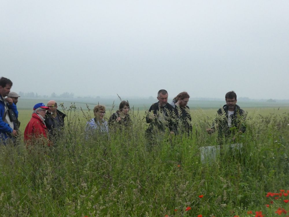 Qu'y a-t-il de si curieux? Tout simplement une plante des zones humides égarée ici du genre phragmite.