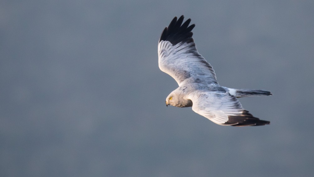 BERN1530.jpg (190.8 Kio) Vu 18391 fois Busard saint martin mâle