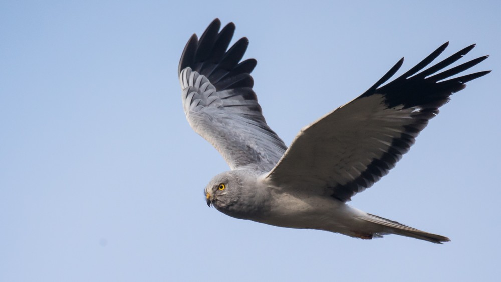 BERN1778.jpg (249.87 Kio) Vu 18391 fois Vue plus rapprochée