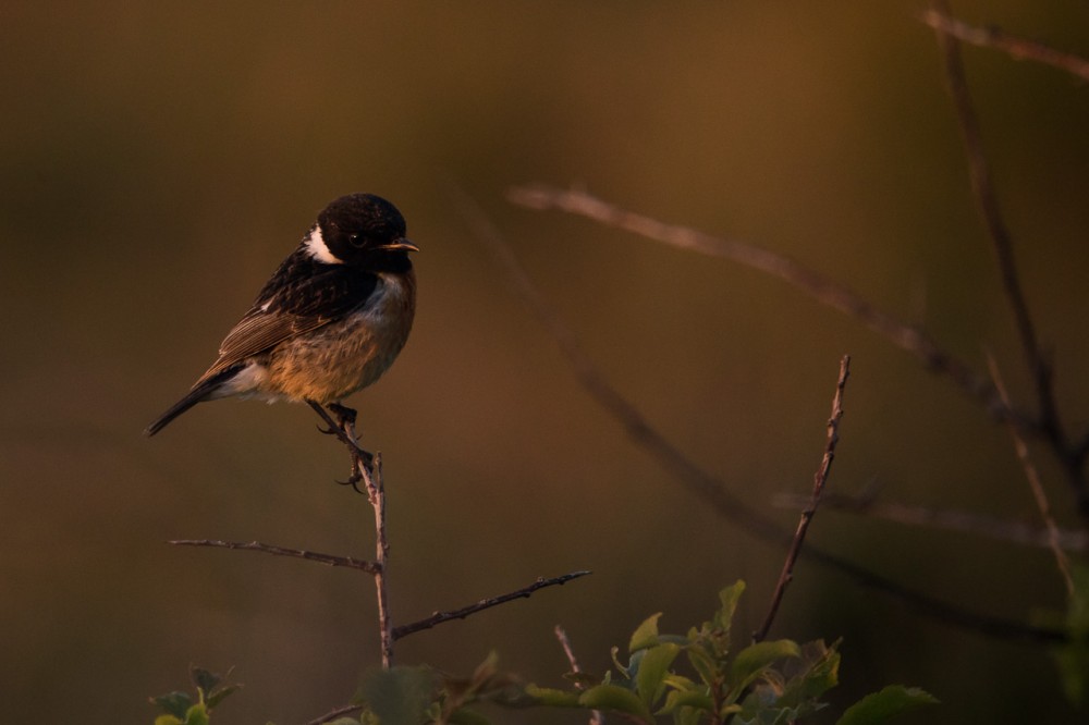 BERN2171-2.jpg (203.24 Kio) Vu 18391 fois Vauville côté réserve