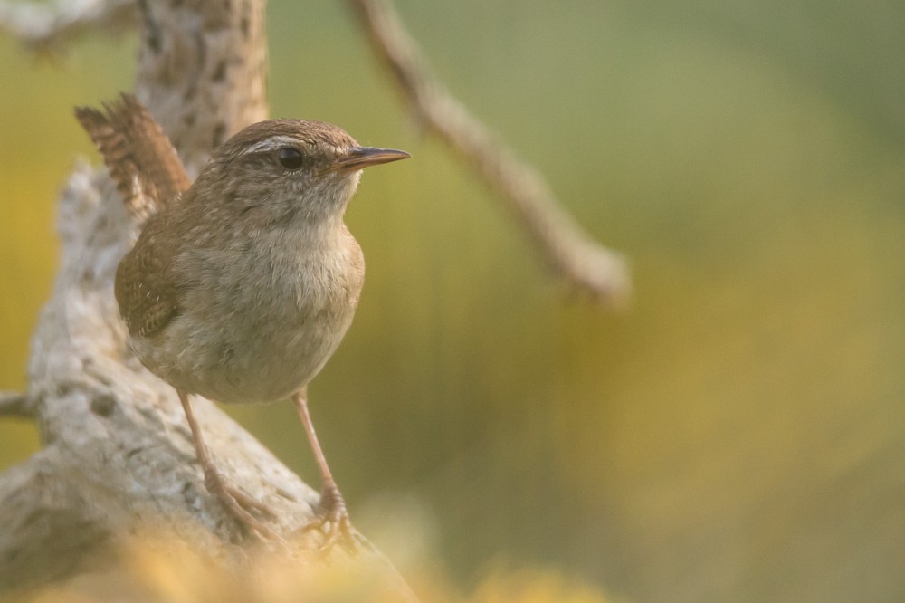 BERN2209-2.jpg (275.07 Kio) Vu 18391 fois Troglodyte mignon
