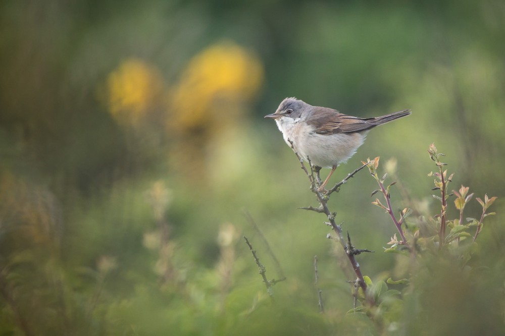 BERN2218-2.jpg (211.33 Kio) Vu 18391 fois Fauvette grisette