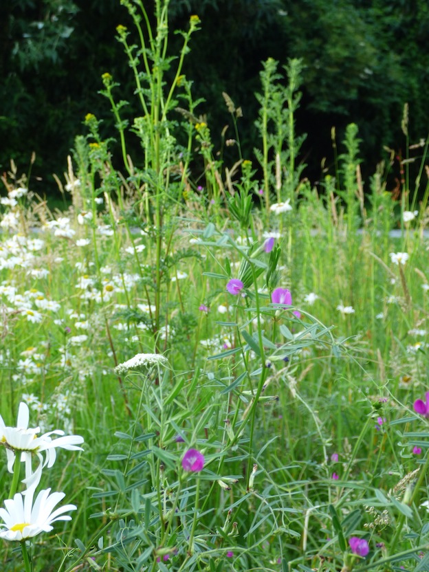 Sol pauvre, plantes à fleur (Dicotylédones) majoritaires. A l'automne, ne pas laisser les débris de nettoyage sur place pour ne pas enrichir le sol.