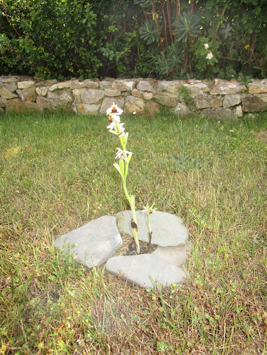 Land art botanique