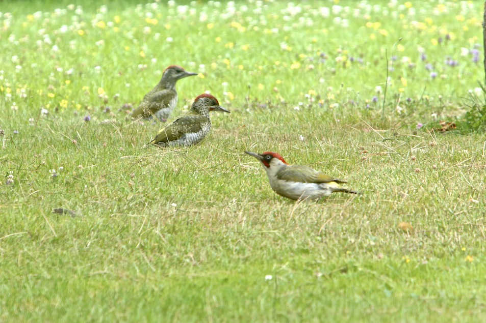 La famille pic vert s'entraîne sur la pelouse! (Photo Pierre Champeau)