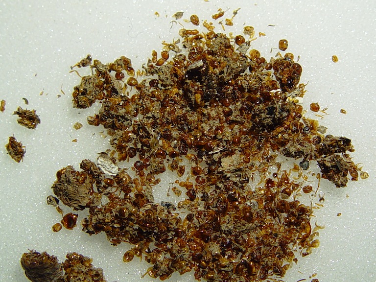 Broyat de crotte de pic vert : presque exclusivement des corps de fourmis (vidées après digestion!) (Photo JCo)