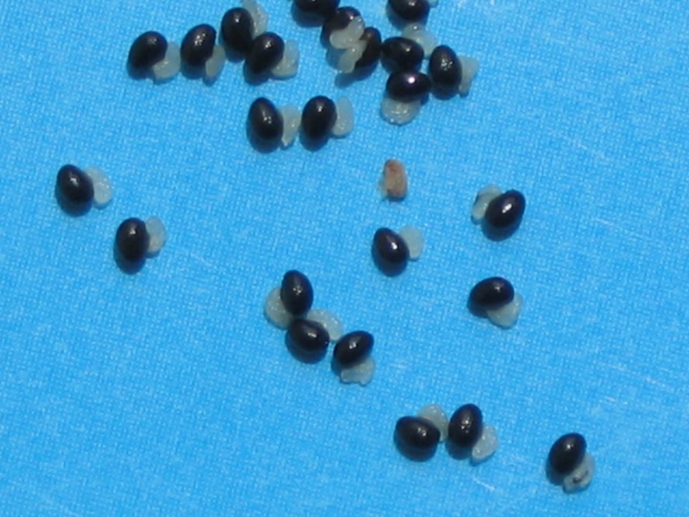 Les graines de la chélidoine et leur petite excroissance (l'élaiosome) dont les fourmis raffolent!